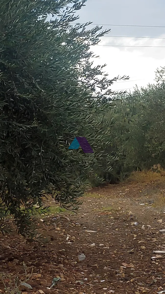 Land for Sale in Koura