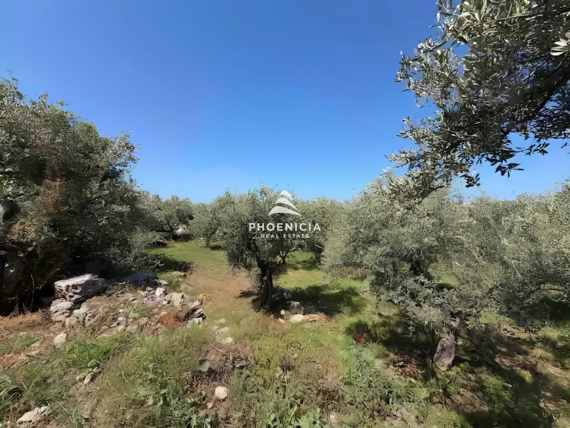 Land for Sale in Monsef