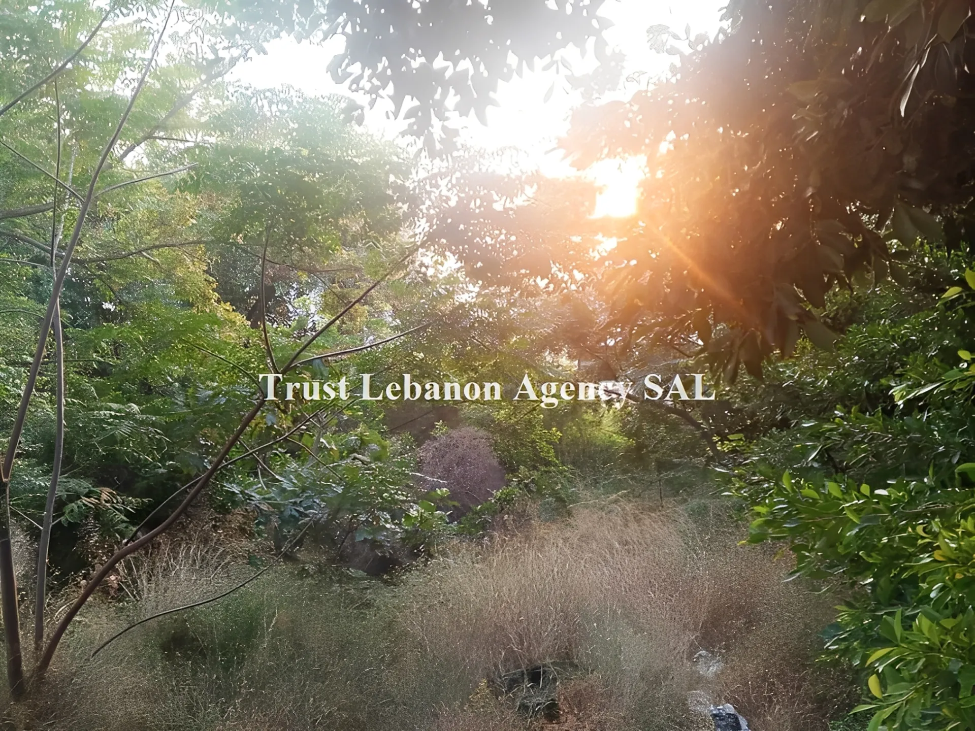 Land for Sale in Tyre