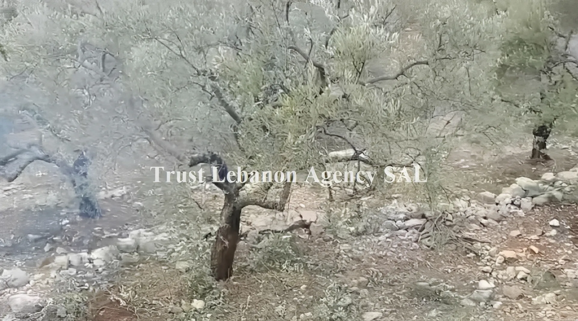 Land for Sale in Hasbaya