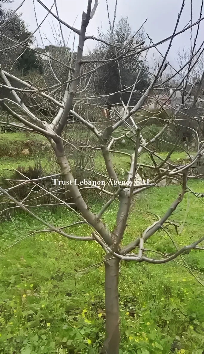 Land for Sale in Ain Al Jdedeh Alay
