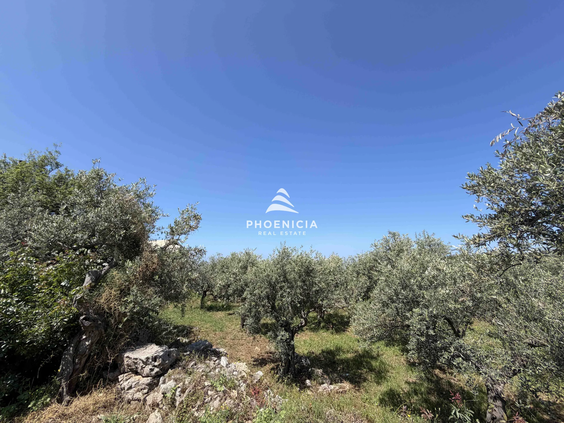 Land for Sale in Monsef