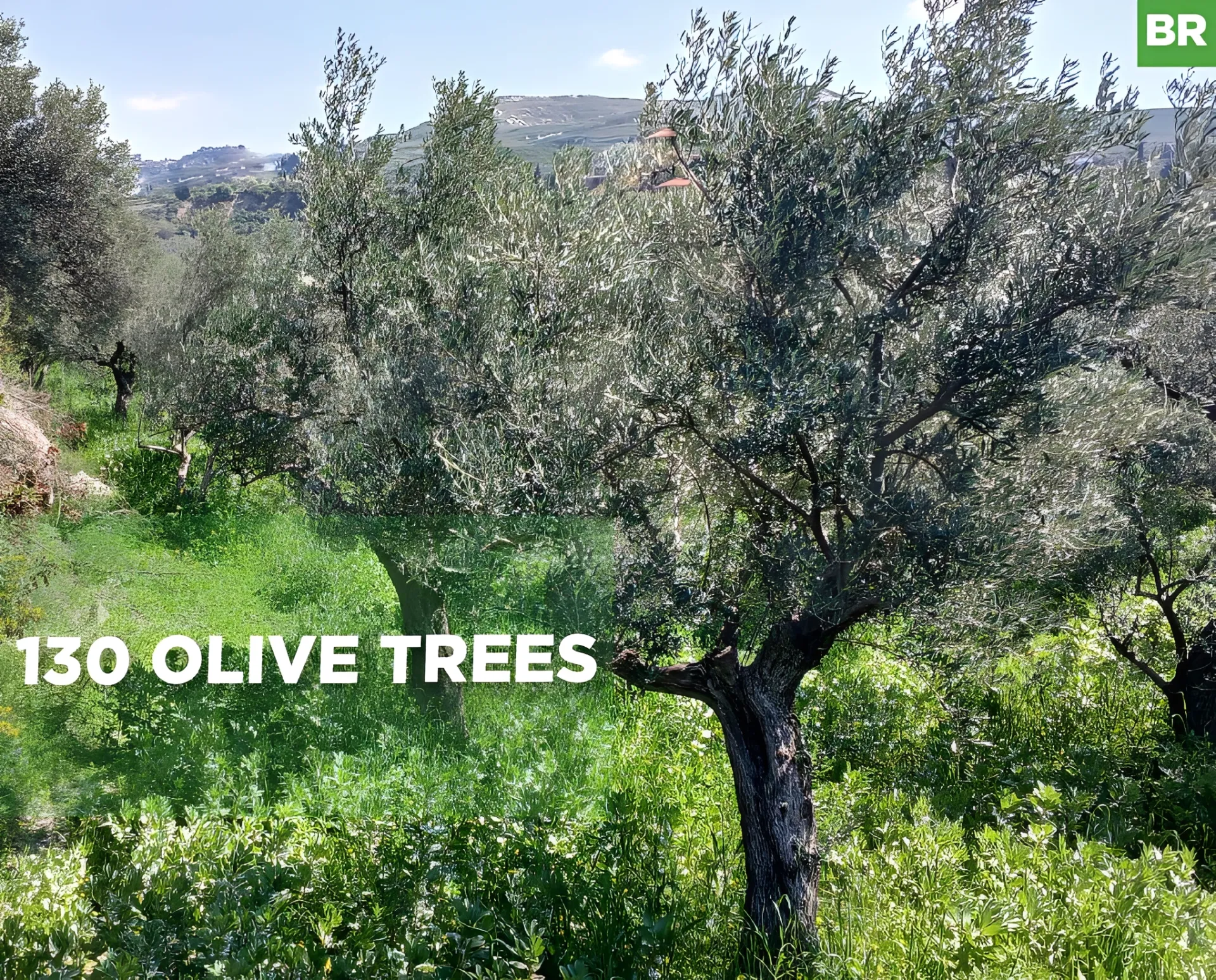 Land for Sale in Koura