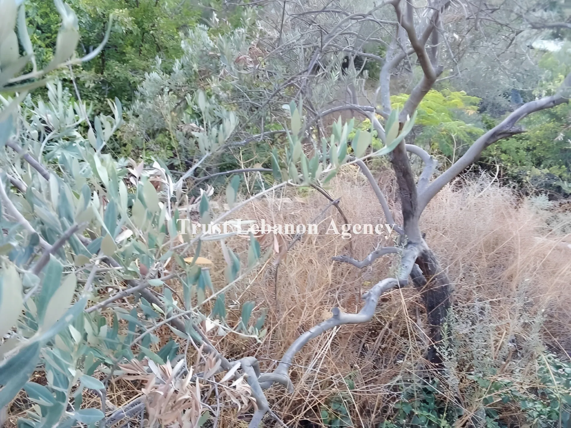 Land for Sale in Alay, chweifat
