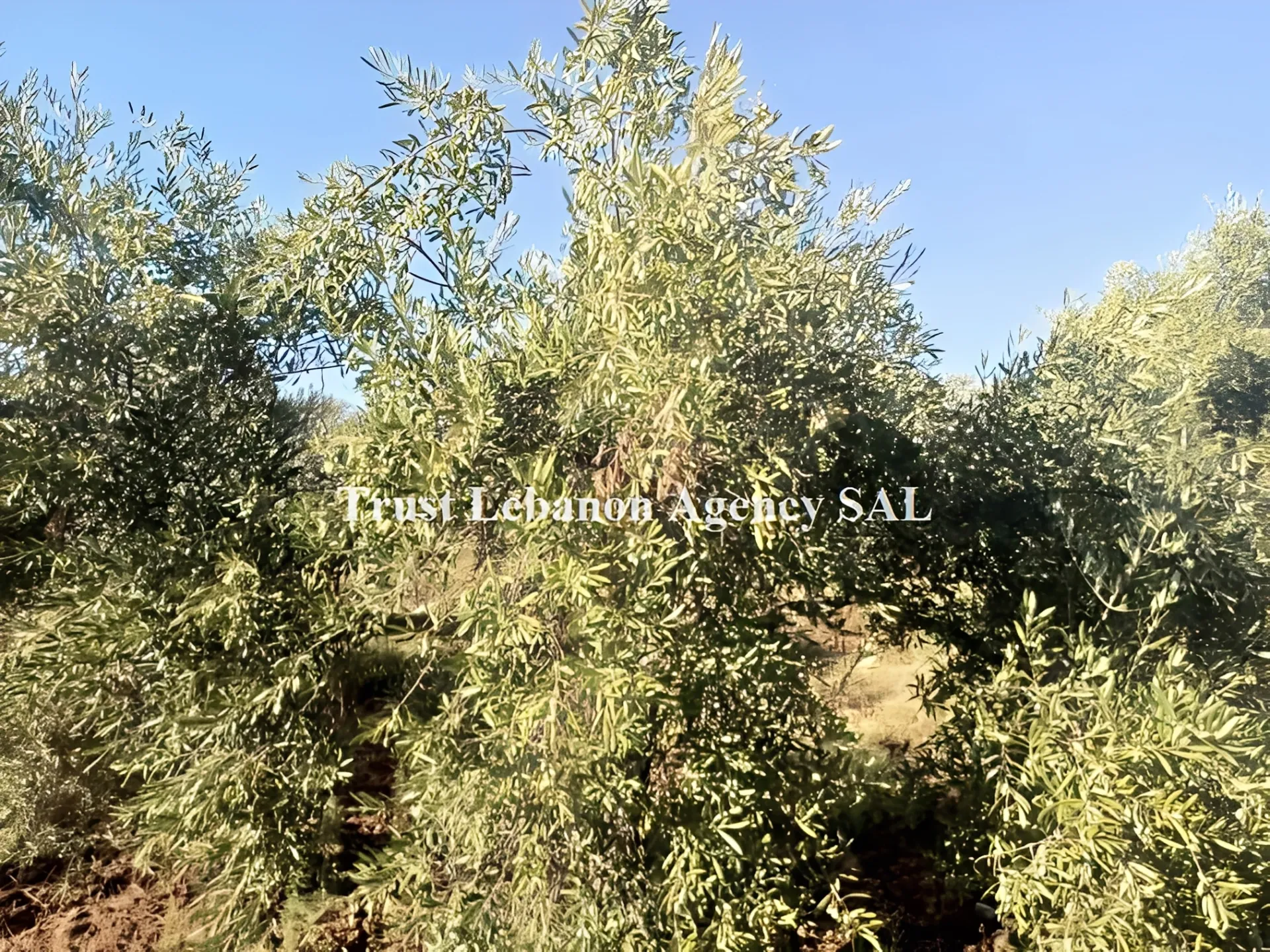 Land for Sale in Hasbaya Lebanon