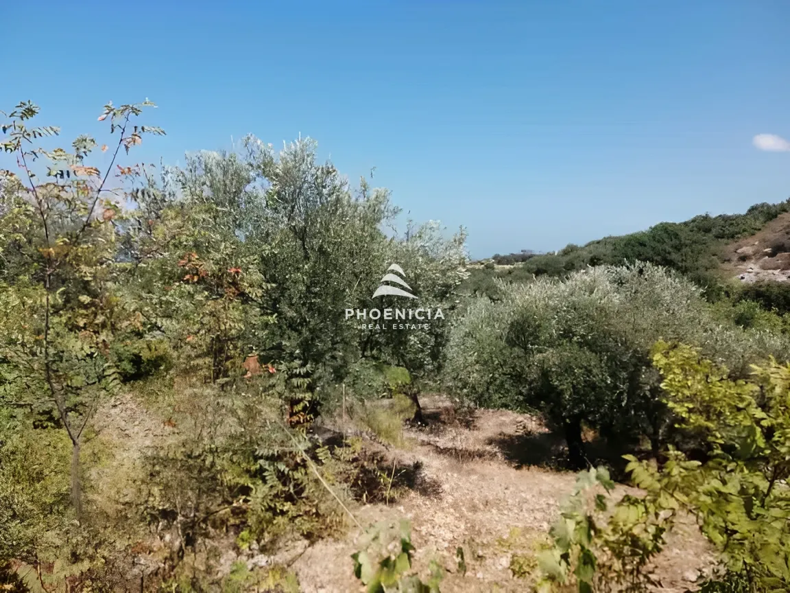 Land for Sale in Monsef