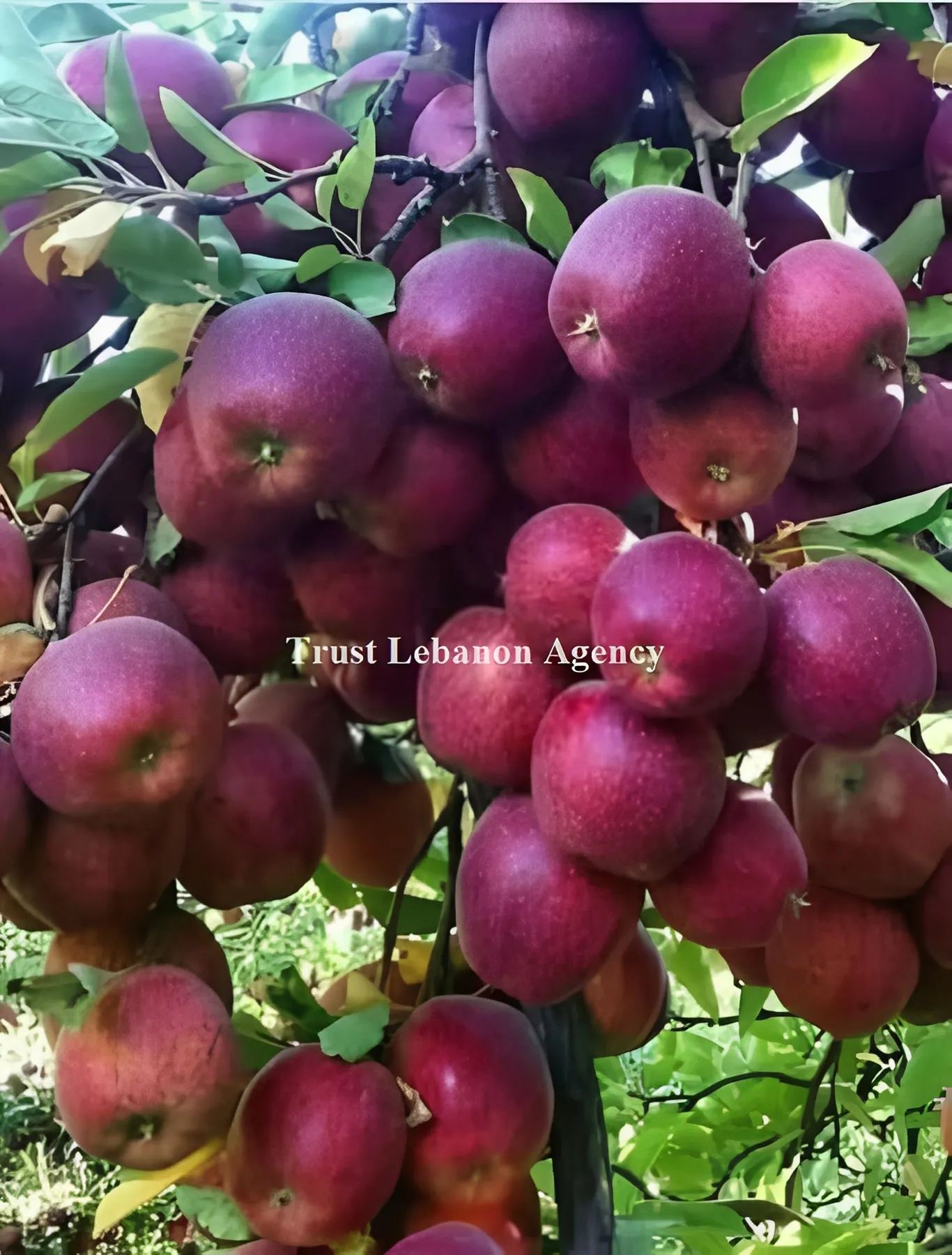 Land for Sale in Laqlouq Jbeil