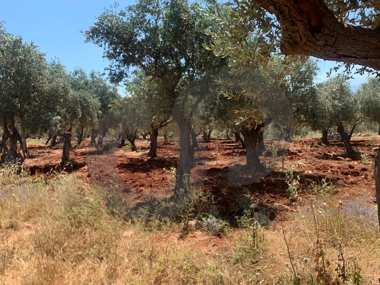 Land for Sale in Koura