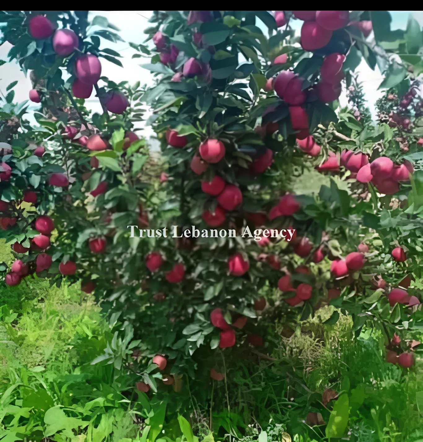 Land for Sale in Laqlouq Jbeil
