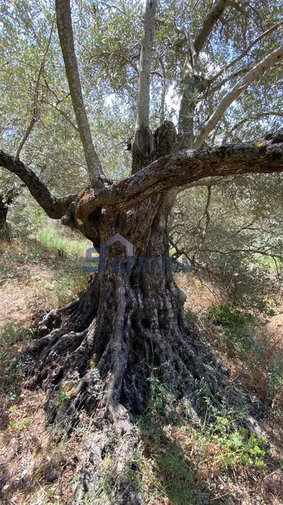 Land for Sale in Deir El Qamar