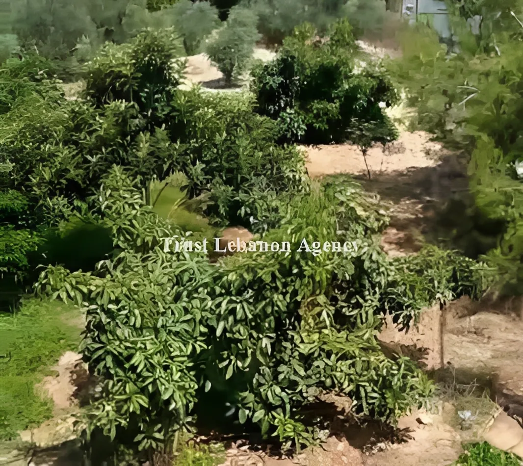 Land for Sale in Nabatiye
