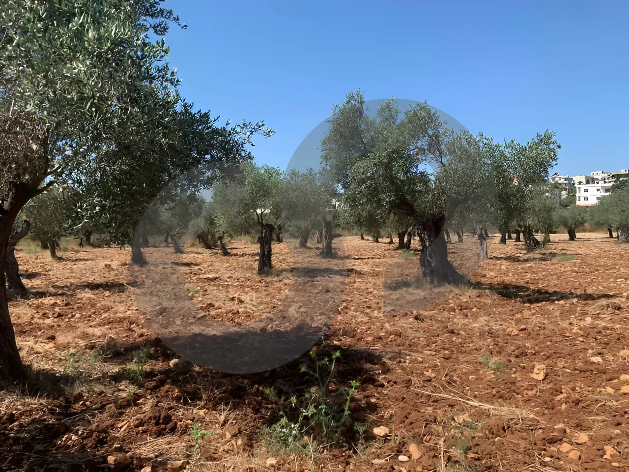 Land for Sale in Koura