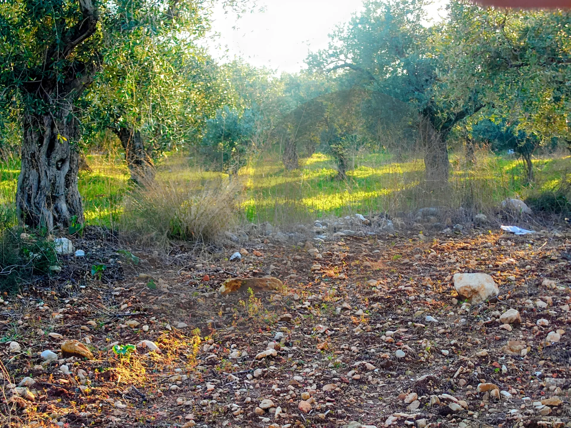 Land for Sale in Zgharta