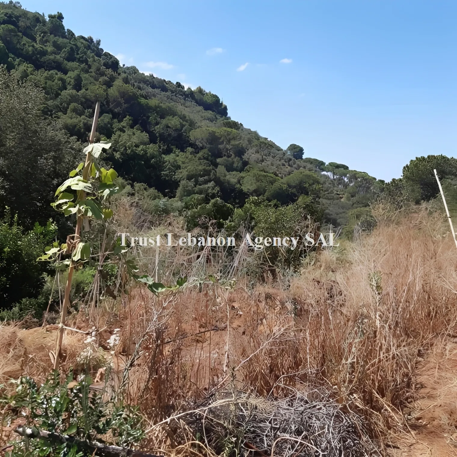 Land for Sale in Alay, kahale