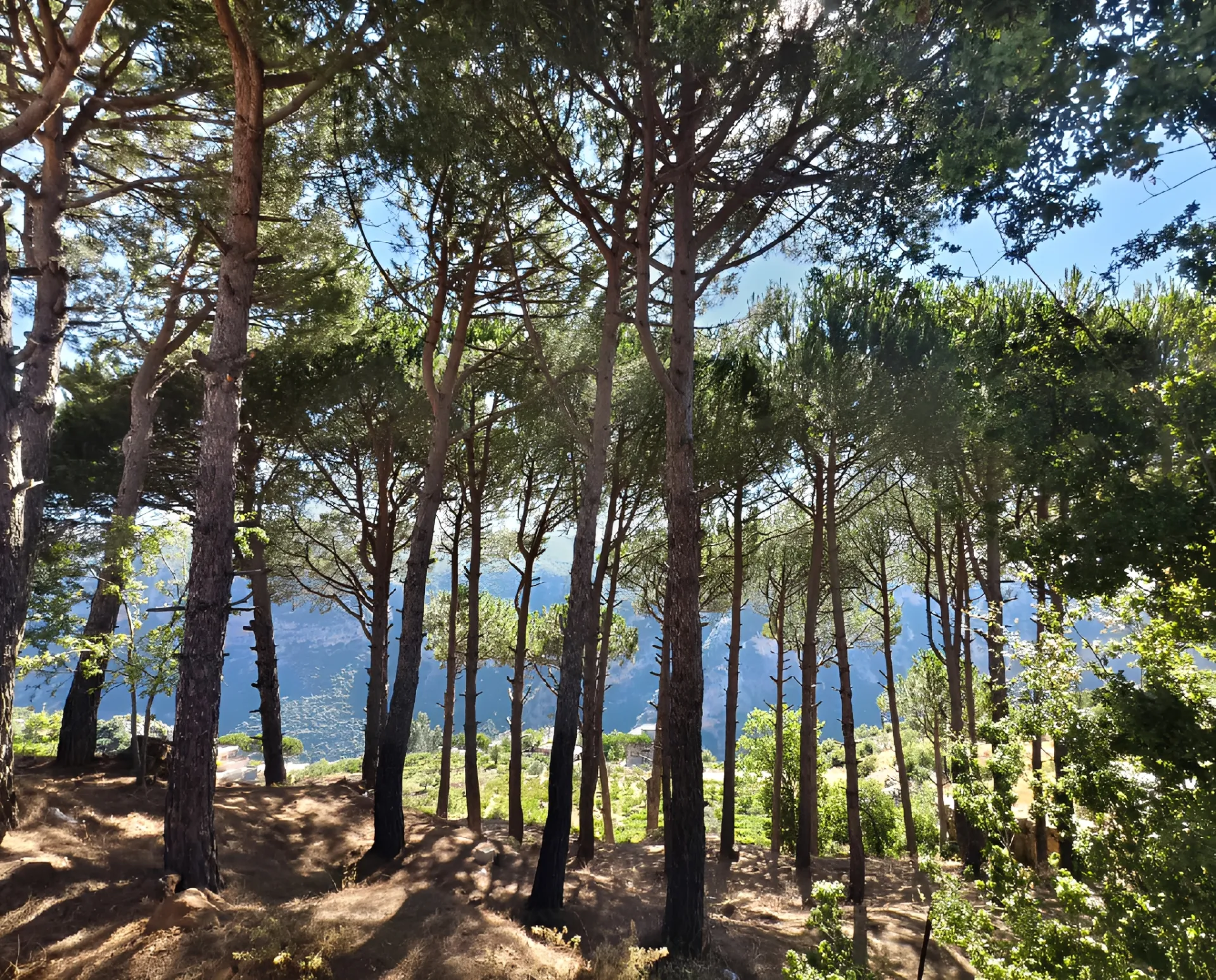 Land for Sale in Zgharta