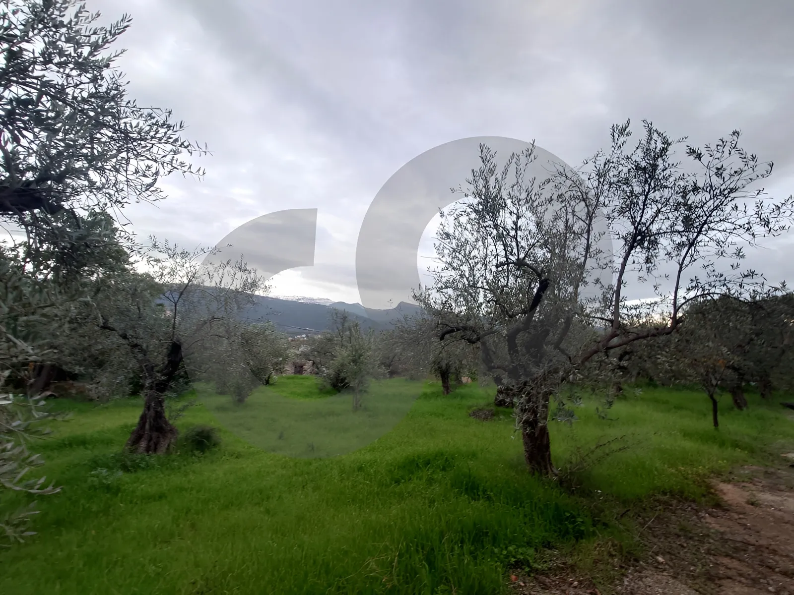 Land for Sale in Zgharta