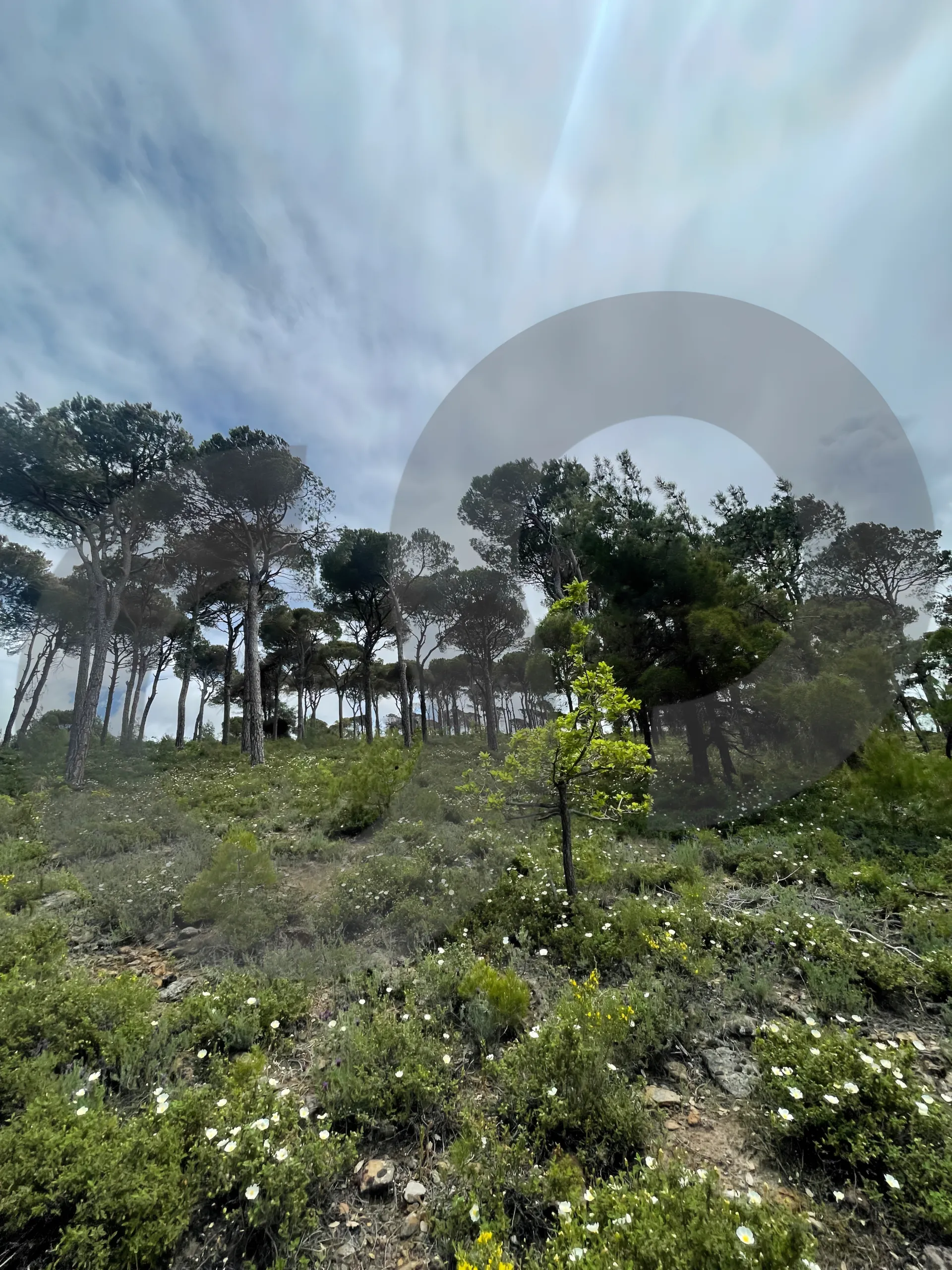 Land for Sale in Aley
