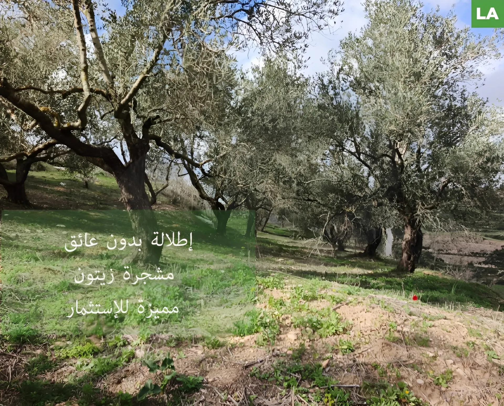 Land for Sale in Nabatieh, Lebanon