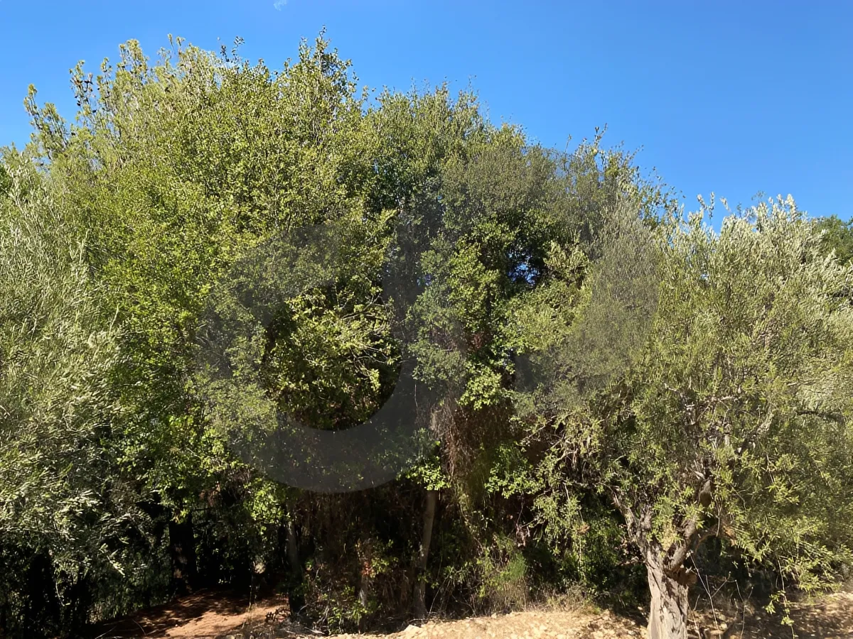 Land for Sale in Zgharta