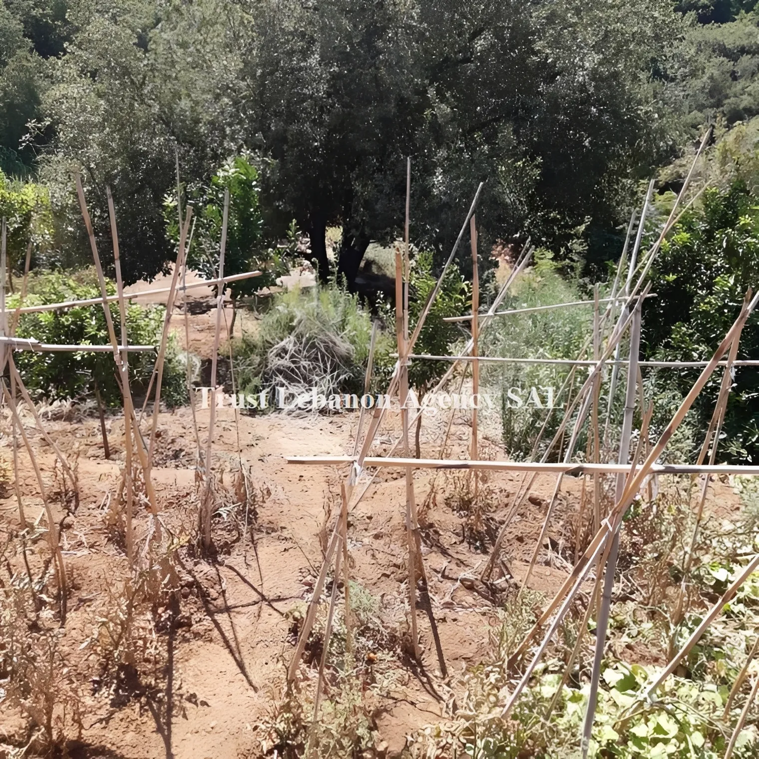 Land for Sale in Alay, kahale