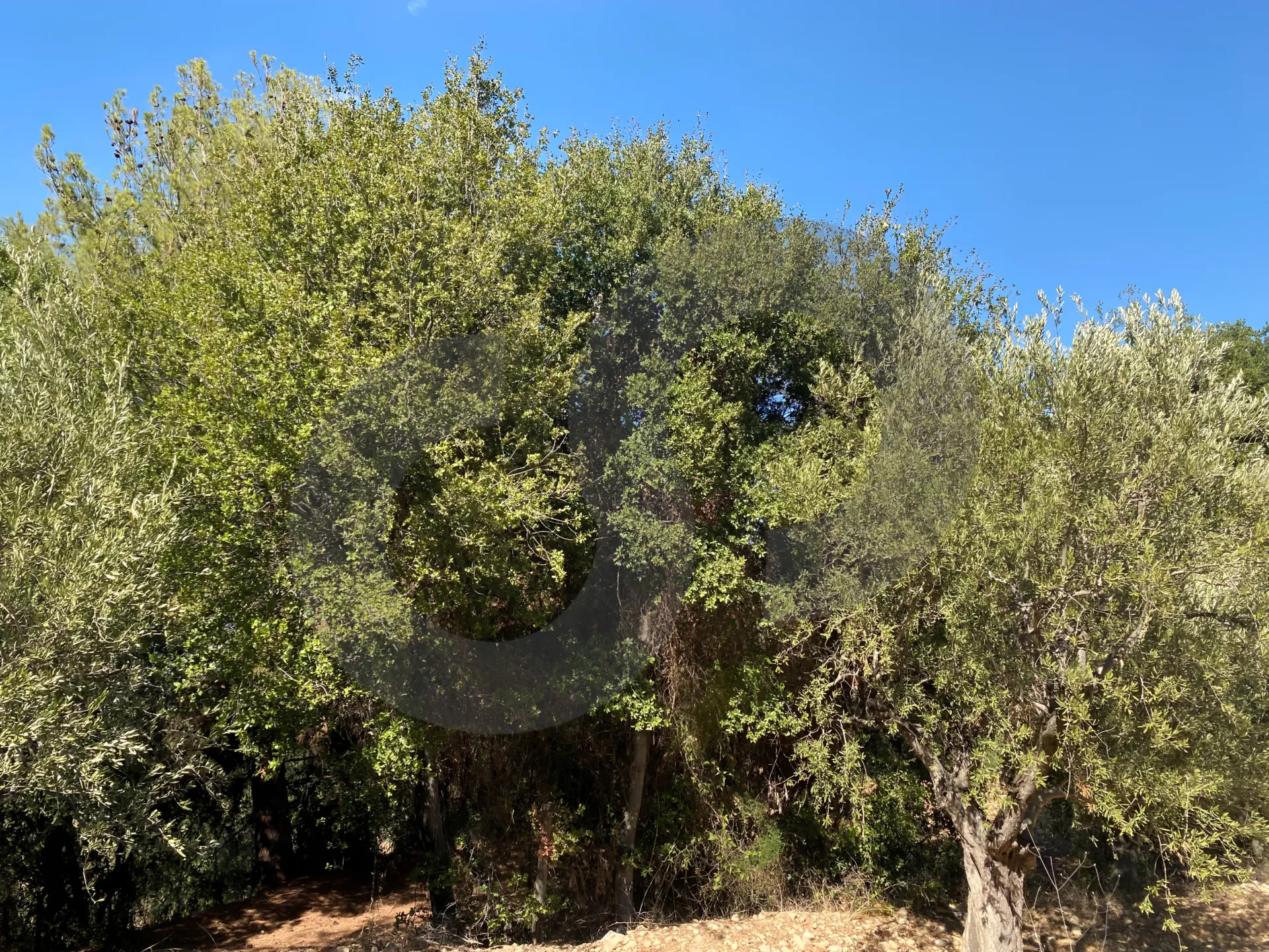 Land for Sale in Other