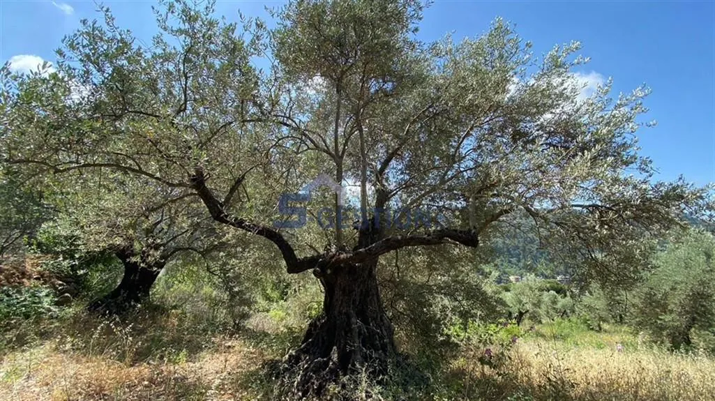 Land for Sale in Deir El Qamar