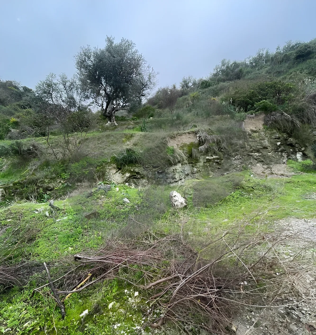 Land for Sale in Chekka