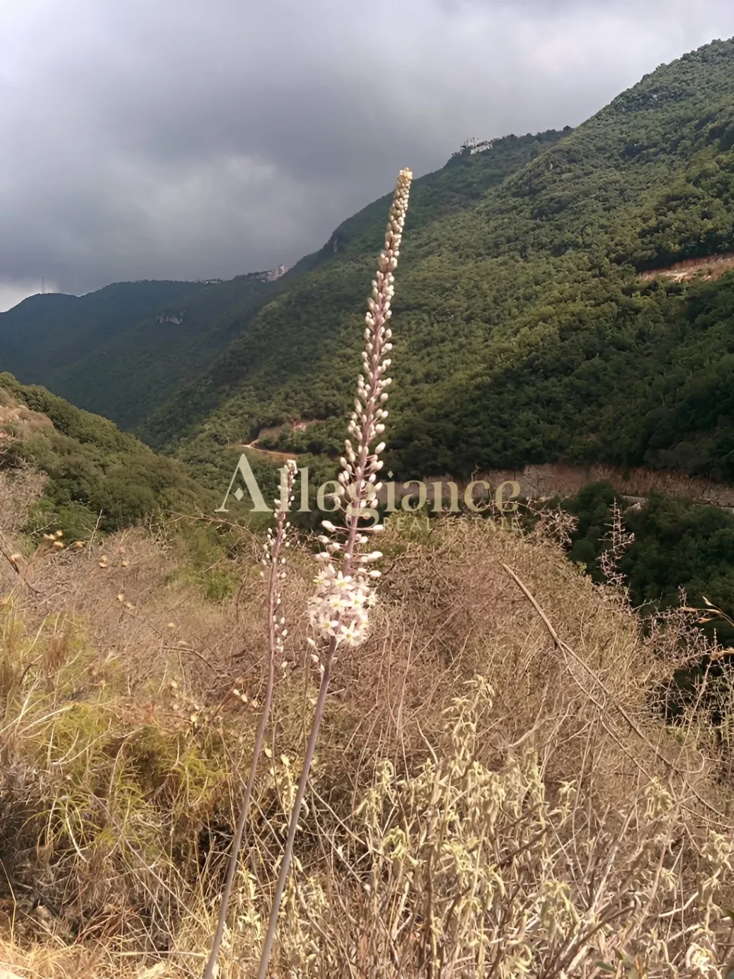 Residential Land for sale in Jbeil